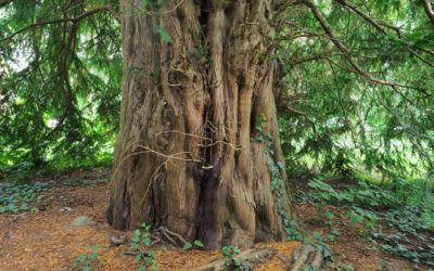 Ausrufung dritter Nationalerbe-Baum