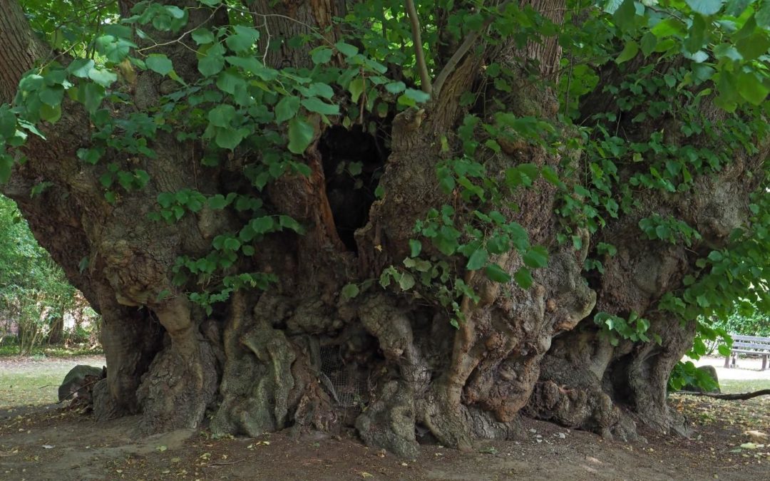 Ausrufung erster Nationalerbe-Baum