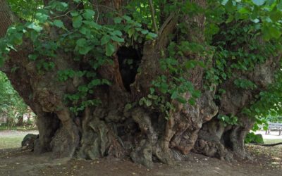 Ausrufung erster Nationalerbe-Baum