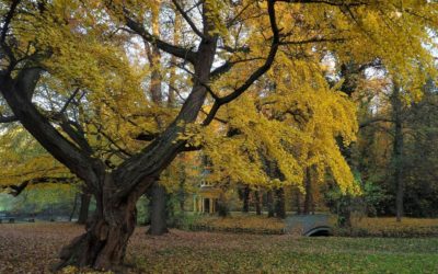 Ausrufung zweiter Nationalerbe-Baum