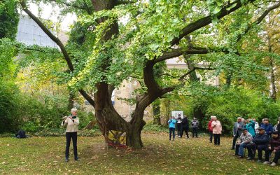 Ginkgo Jahnishausen zweiter Nationalerbe-Baum
