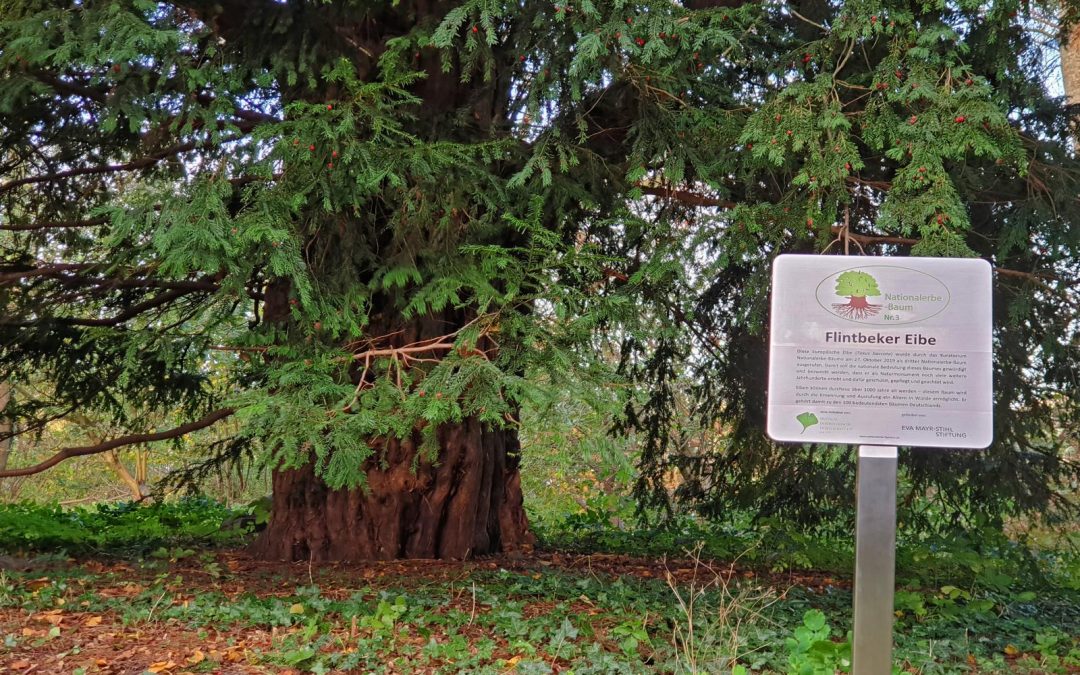 Flintbeker Eibe dritter Nationalerbe-Baum