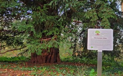 Flintbeker Eibe dritter Nationalerbe-Baum