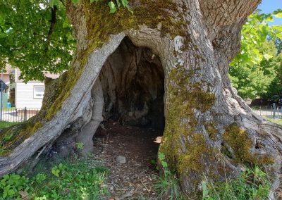 Linde Hochmössingen: "Baumhöhle" mit großem "Eingang"