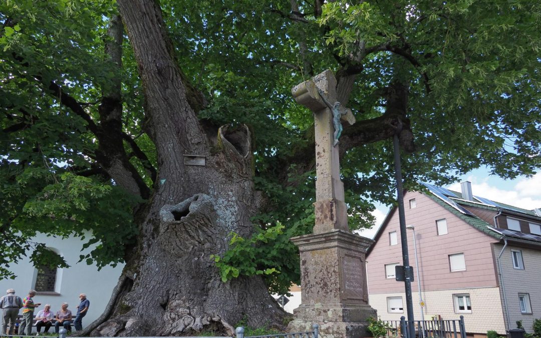 „Käppeles-Linde“ wird fünfter Nationalerbe-Baum