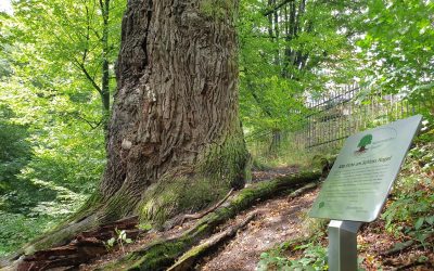 Eiche Nagel als vierter Nationalerbe-Baum ausgerufen