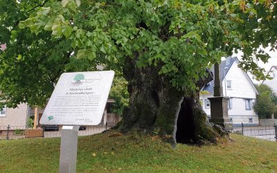 Linde Hochmössingen als fünfter Nationalerbe-Baum ausgerufen