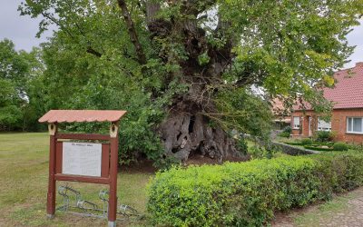 „Alte Ulme Gülitz“ wird siebter Nationalerbe-Baum