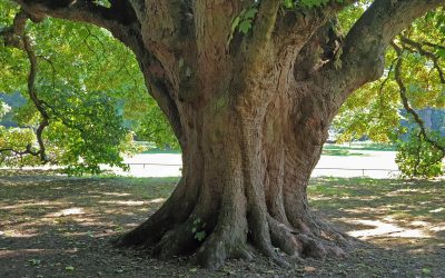 Sechster Nationalerbe-Baum steht fest
