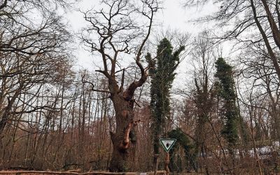 Berliner Stiel-Eiche “Dicke Marie” wird neunter Nationalerbe-Baum