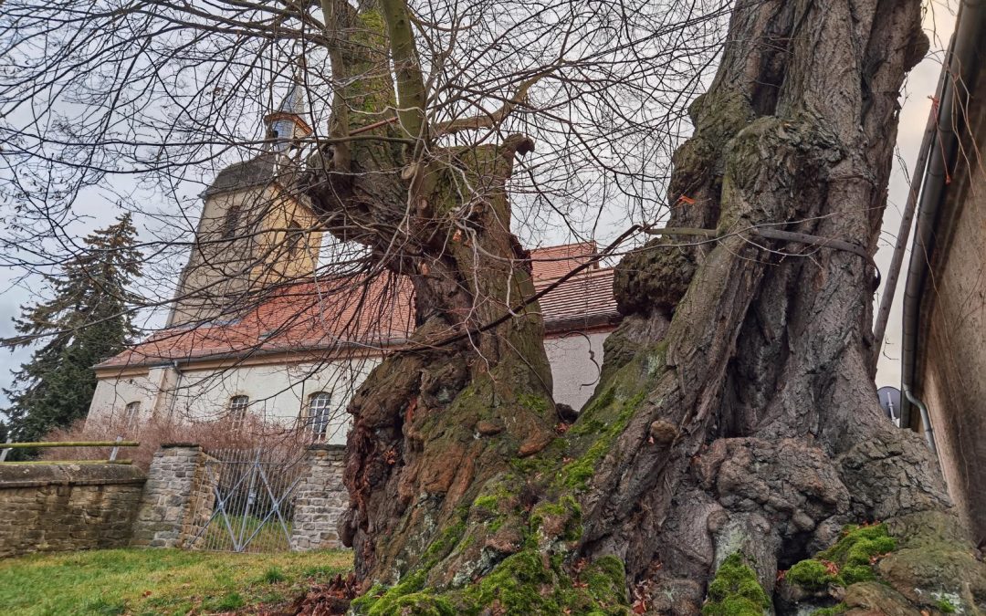 Achter Nationalerbe-Baum steht fest