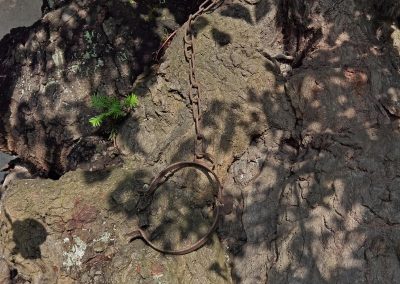 Ausrufung Winter-Linde Großpörthen: Prangerlinde mit Halseisen - ein früherer Gerichtsbaum