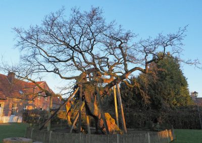 Erler Femeiche: Baumskulptur Erler Femeiche bei Sonnenaufgang im Winter