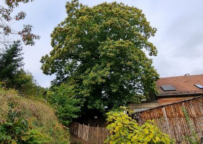 Ausrufung Kastanie Gleisweiler: über und übervoll mit Maronis: der Baum in vollster Herbsttracht zum "Oktoberfest"