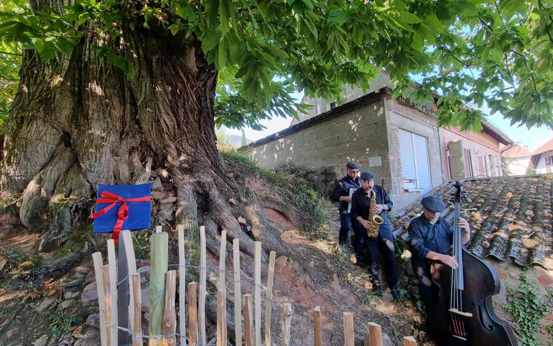 Ess-Kastanie in Gleisweiler als Nationalerbe-Baum ausgerufen