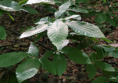 Kastanie Gleisweiler: Edles Flair durch große, glänzende Blätter mit Grannenzähnen