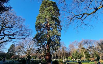 Riesenmammutbaum auf Bremer Friedhof wird Nationalerbe-Baum