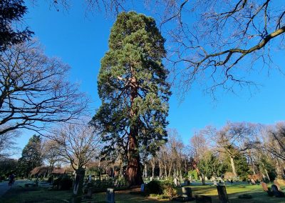 Riesenmammutbaum (Riensberger Friedhof, Bremen)