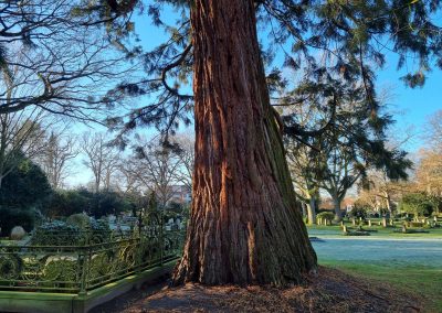 Mammutbaum Bremen: mächtiger Stammfuß mit Wurzeln bis unter die Gruften