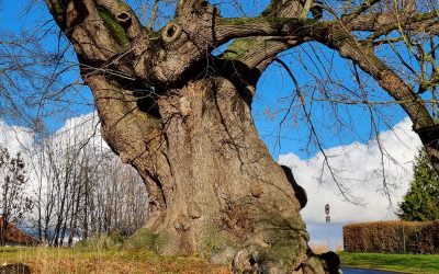 Mahllinde in Vogtei (Thüringen) wird Nationalerbe-Baum