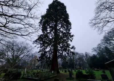 Ausrufung Mammutbaum Bremen: der Baumgeist im frühmorgendlichen Dämmerzustand bei Dauerregen