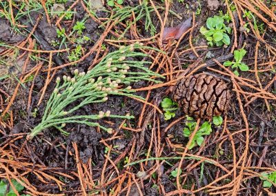 Ausrufung Mammutbaum Bremen: Zapfen und sogar männliche Blüten zwischen abgeworfenen ausgemusterten alten Triebabschnitten