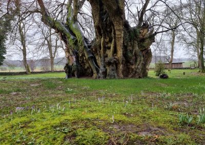Polchower Kirchlinde: Krokusse sprießen vor dem Stamm mit über 14 m Umfang Baumleben