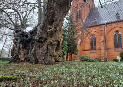 Polchower Kirchlinde: der Frühling weit fortgeschritten am Baum (Mitte Februar!)