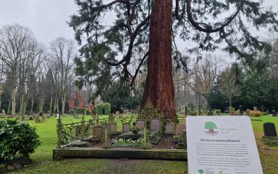 Riesenmammutbaum in Bremen nun offiziell ausgerufen