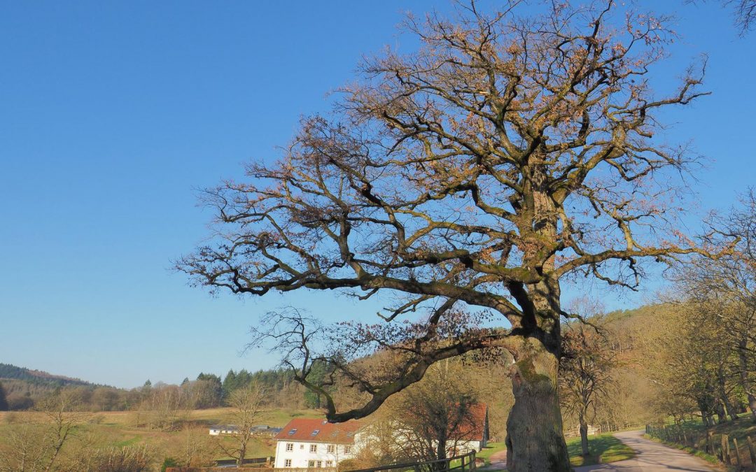 Richteiche am Hofgut St. Gangolf im Saarland wird Nationalerbe-Baum