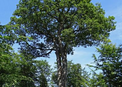 Königseiche: prächtiger, 38m hoher Solitär im Wald mit riesiger Krone (Foto: E. JABLONSKI)