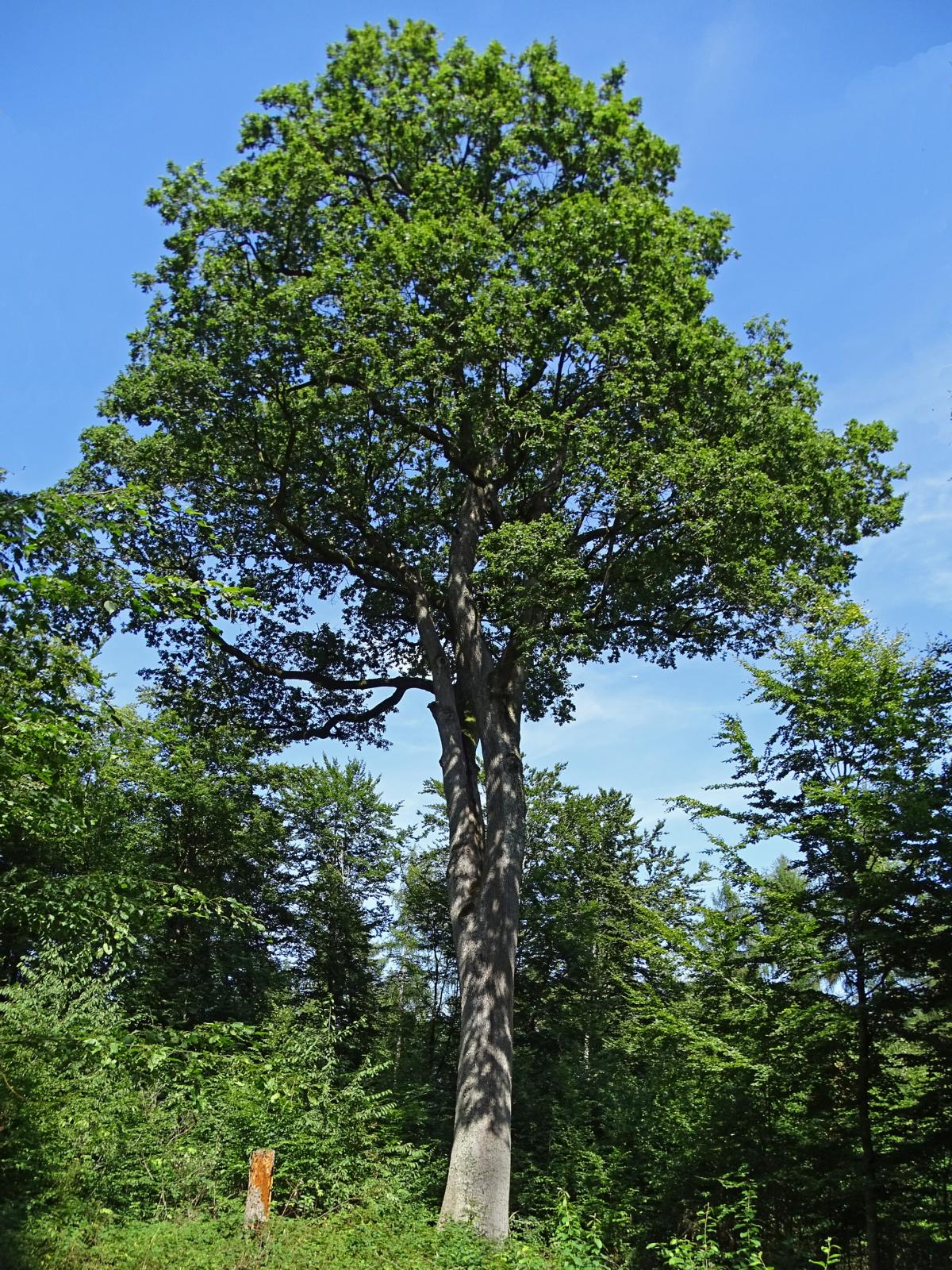 Königseiche: prächtiger, 38m hoher Solitär im Wald mit riesiger Krone (Foto: E. JABLONSKI)