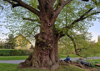 Ausrufung Mahllinde Vogtei: …mit einem besinnlichen Besucher auf einem Baumteil (Riesenwurzel) des Vorgängerbaumes