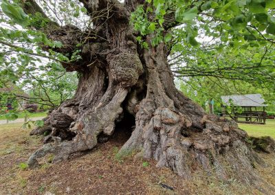 Ausrufung Ulme Gülitz: der Dinosaurier-Stammfuß ist einfach unglaublich – dieser Baum hat's "in und an sich"…