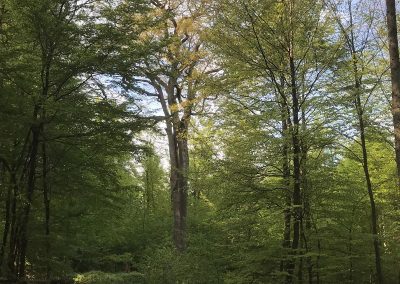 Königseiche: mit sehr gelungener Abgrenzung etwa 50 m rund um den Baum in kompletter Falllänge (Foto: E. JABLONSKI)