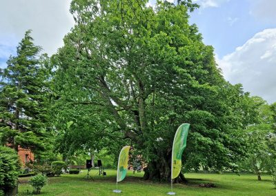 Aurufung Polchower Linde: der Baum in Feierlaune mit seinen hunderttausenden Herzblättern