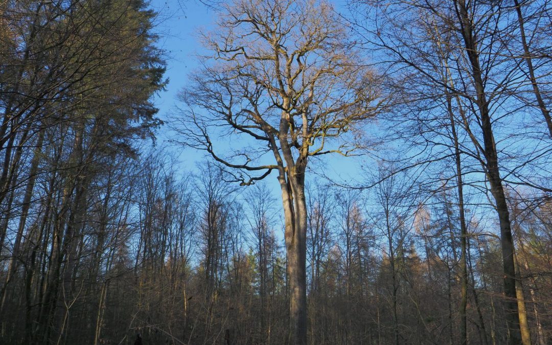 Trauben-Eiche im Kammerwald (Rheinland-Pfalz) wird Nationalerbe-Baum