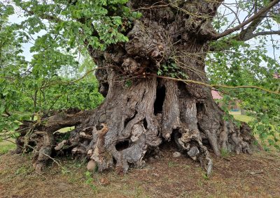 Ausrufung Ulme Gülitz: 3 eingewachsene Steine im Baum, einer in 1,5 m Höhe – wer dafür eine Erklärung hat, möge sich gerne melden