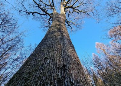 Königseiche: Baum mit Blitzableiter, da er den Bestand überragt