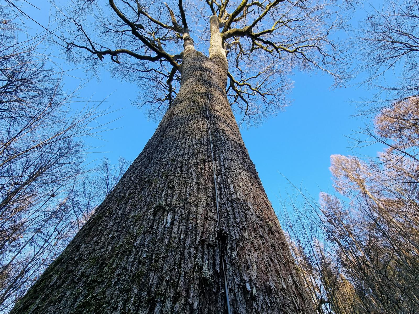 Königseiche: Baum mit Blitzableiter, da er den Bestand überragt
