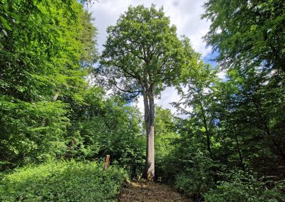 Ausrufung Königseiche im Kammerwald: die Trauben-Eiche im Prachtzustand und vom Forstamt eindrucksvoll in Szene gesetzt…