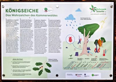 Ausrufung Königseiche im Kammerwald: Erläuterungstafel 4-sprachig! mitten in Europa…
