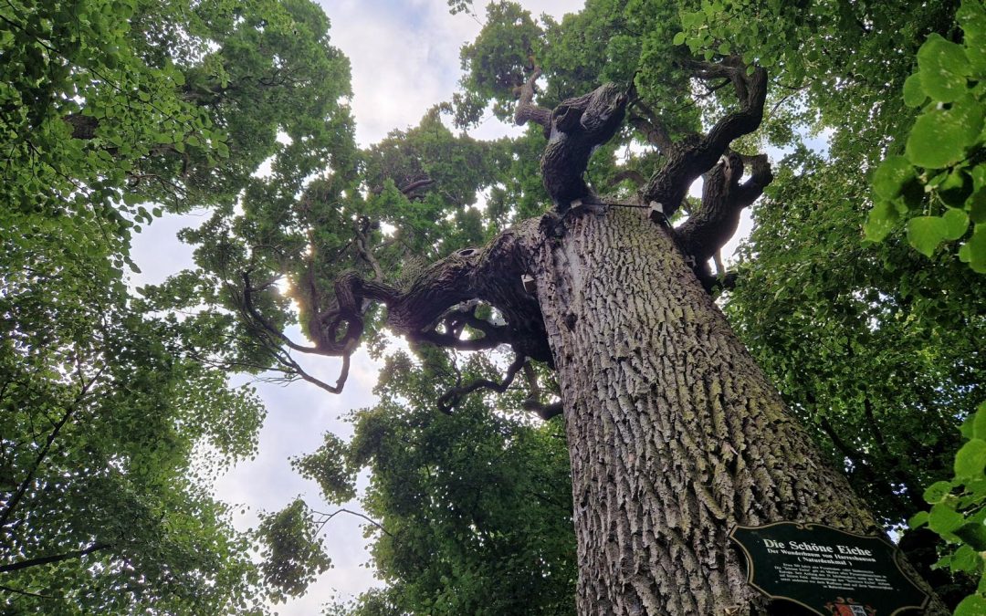 Säuleneiche: „Schöne Eiche“ Harreshausen (Hessen, bei Frankfurt/M.) wird Nationalerbe-Baum