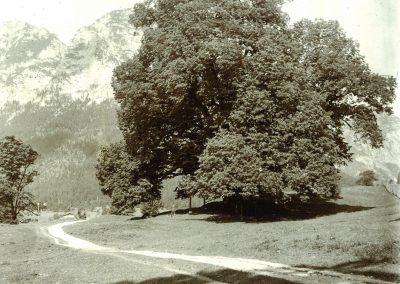 Hindenburglinde Ramsau: alte Ansicht des damals Große Linde genannten Baumes im Jahr 1908, also lange vor dem Bau der Alpenstraße (Fotograf unbekannt)