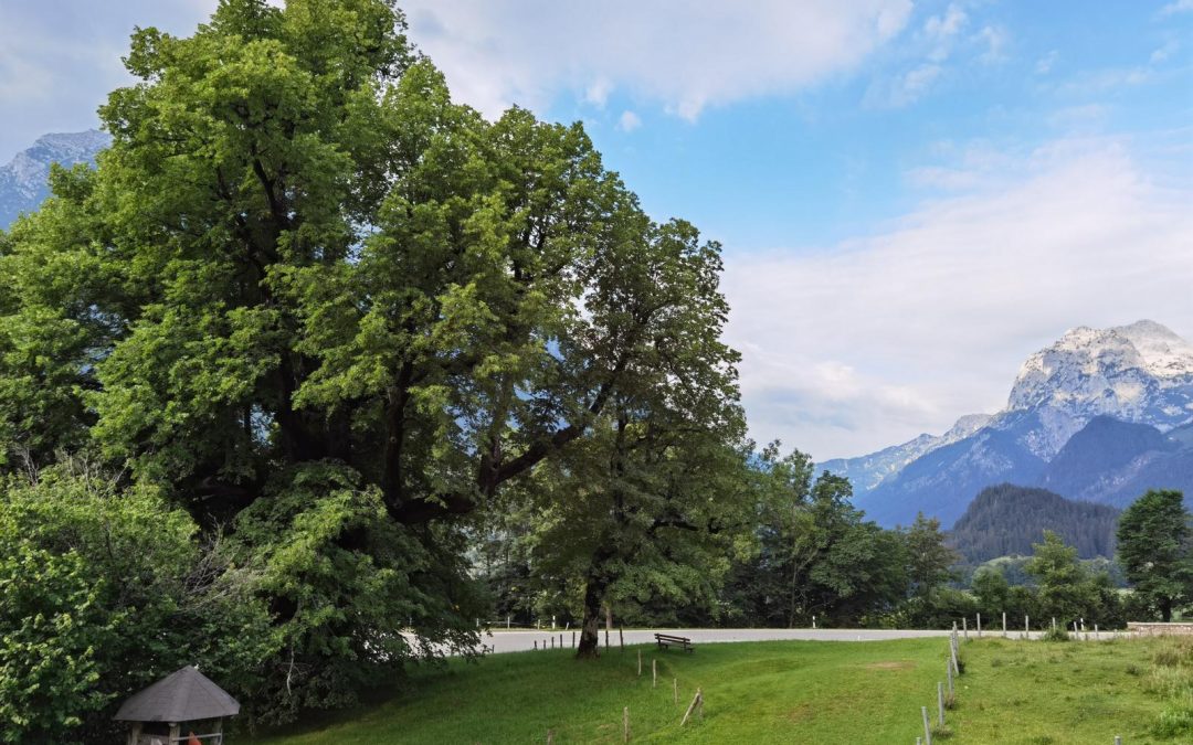 Hindenburglinde in Ramsau (Bayern, bei Berchtesgaden) als Nationalerbe-Baum ausgewählt