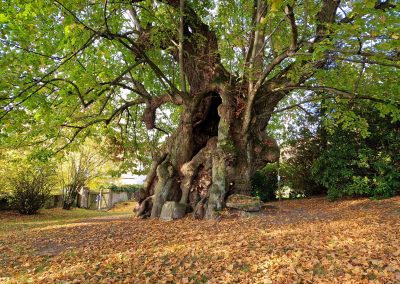 Ausrufung Collmer Linde: Der Ehrenbaum am Vortag in seiner ganzen Pracht und mit schönster Herbststimmung
