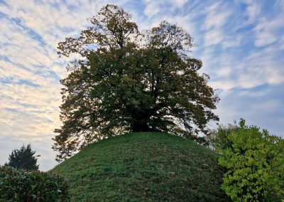 Ausrufung der Tumuluslinde: Baum in frühmorgendlicher Herbststimmung und Feierlaune