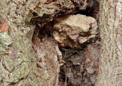 Ausrufung Collmer Linde: im Bauminneren noch Reste der vor 70 Jahren in den hohlen Stamm gegossenen Betonplombe, die vor 30 Jahren wieder mühsam entfernt wurde