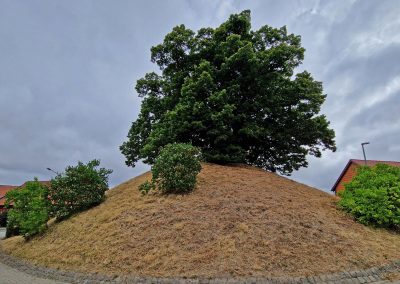 Tumuluslinde Evessen: Blick von Südwesten vom Gässchen "Am Tumulus" rund um den Baum – ein "heiliger Ort"