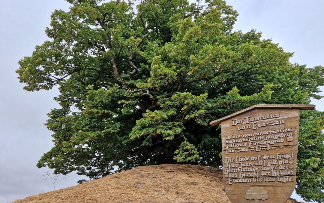 Tumuluslinde in Evessen (Niedersachsen, bei Braunschweig) wird Nationalerbe-Baum